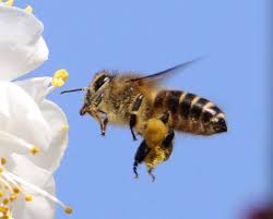 ミツバチからの贈り物】ハチミツやさまざまな生産物について | 佐賀